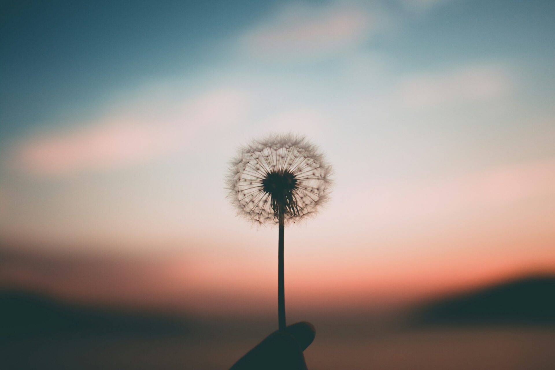 Eine Pusteblume vor dem Sonnenuntergang als Sinnbild für die Yamas