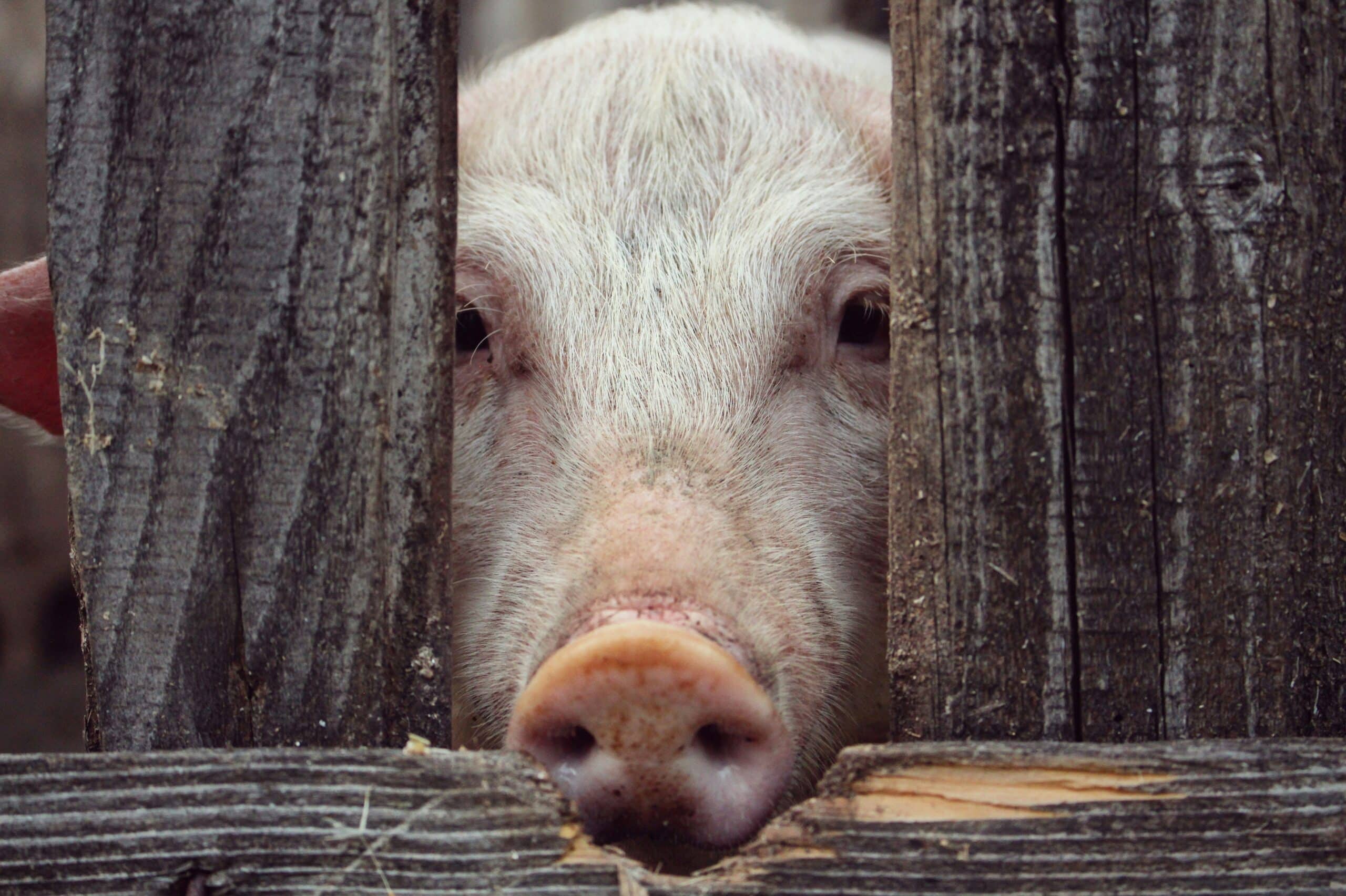 Ein Schwein, dass durch den Zaun schaut als Sinnbild einer veganen Ernährung