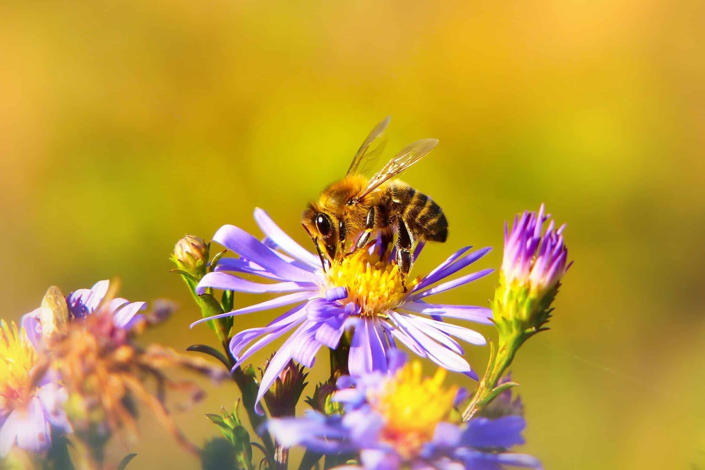 Eine Biene auf einer Blume als Sinnbild für Glückseligkeit
