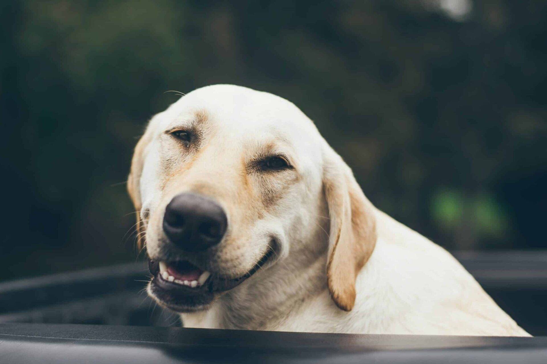 Zufriedenheit in Hundeform