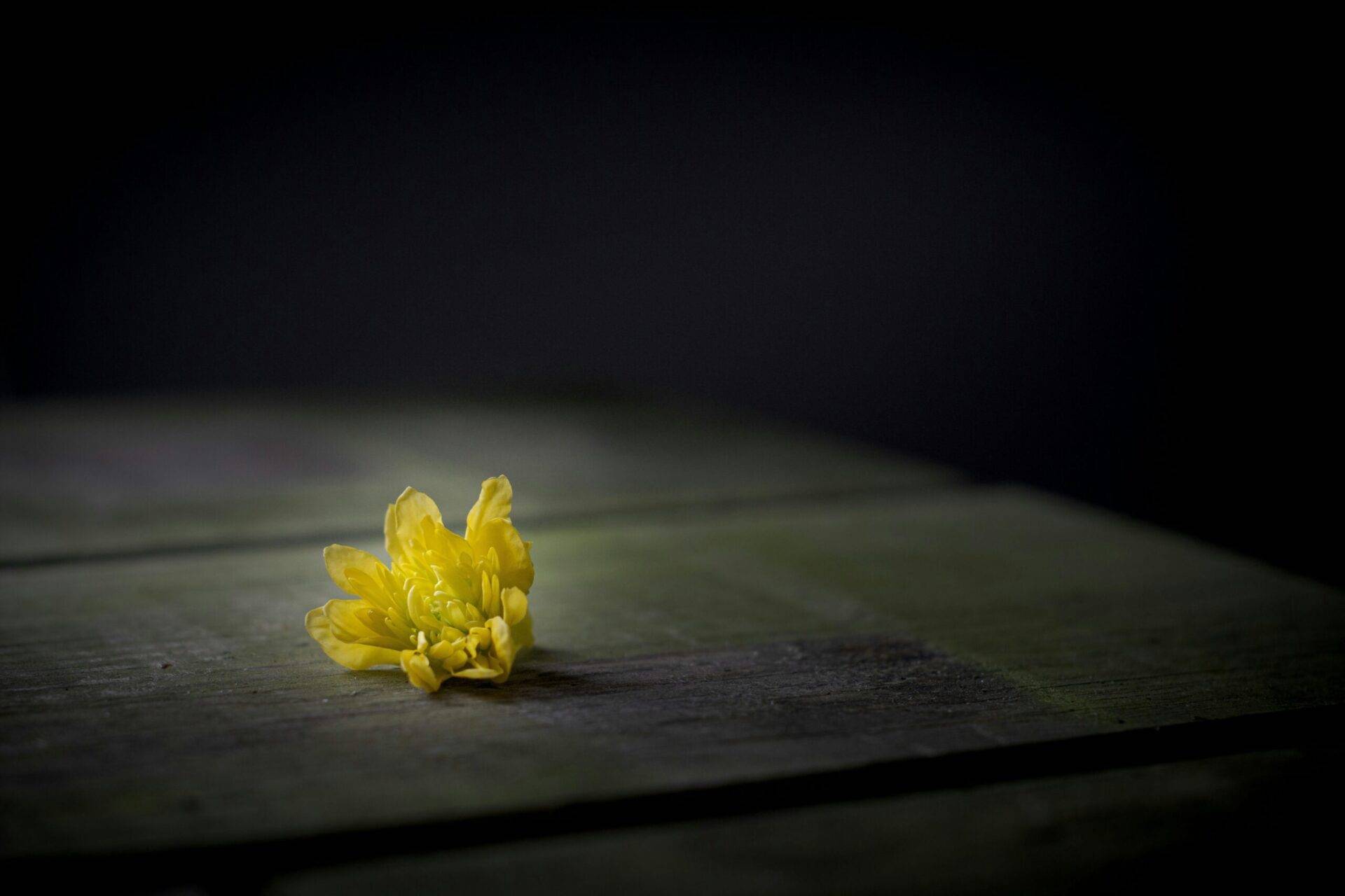 Eine gelbe Blume in einem sonst schwarzen Bild als Sinnbild von Dharana