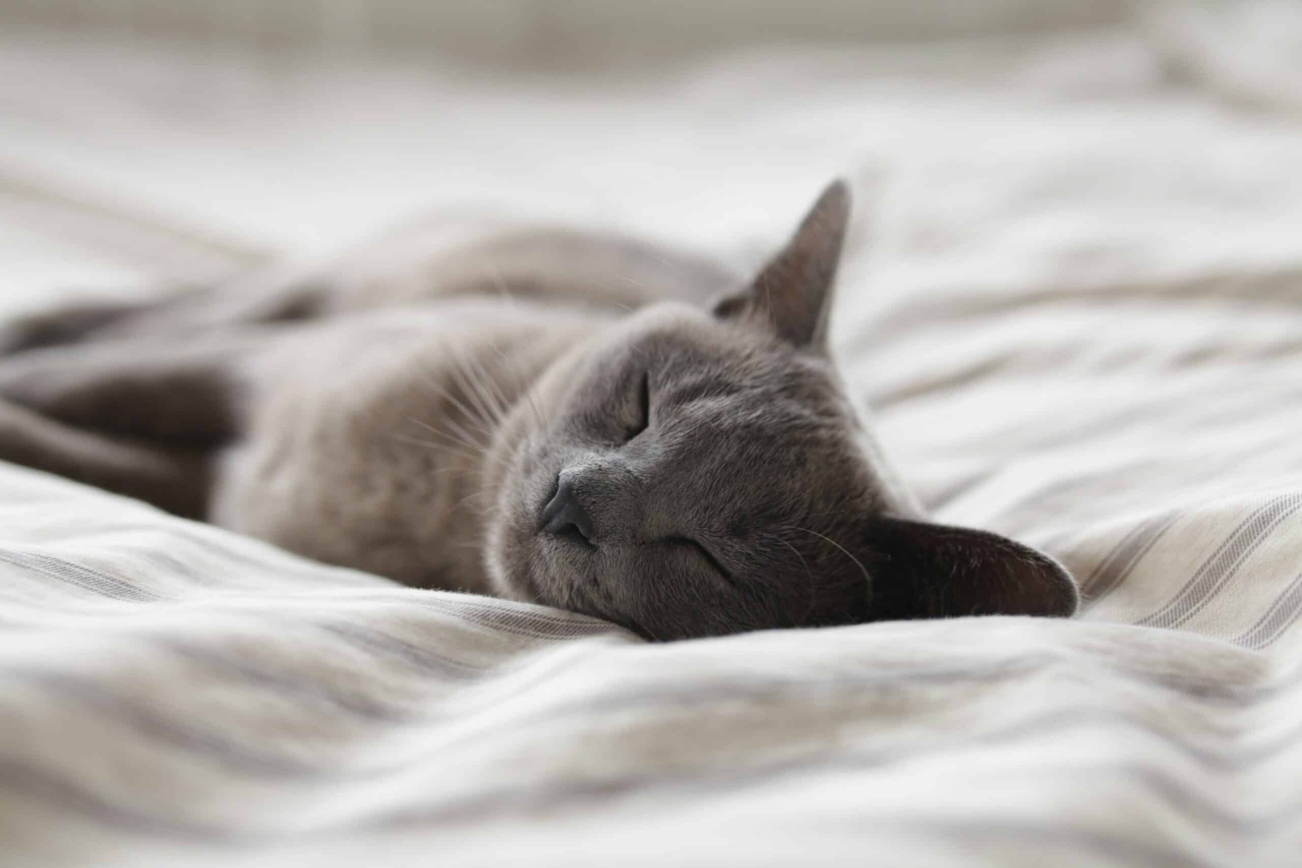 Katze die im Bett besser schlafen kann