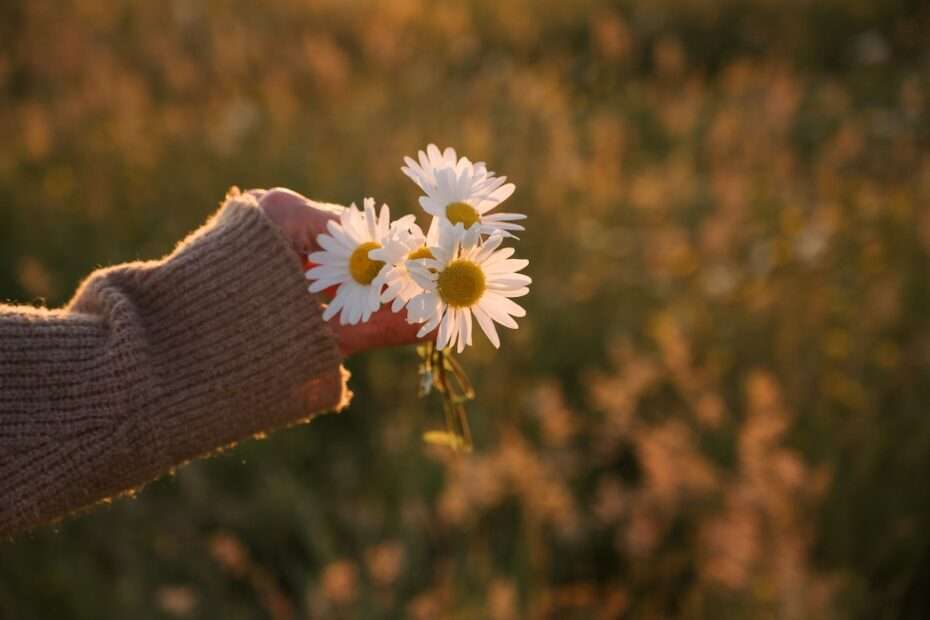 Eine Hand, die Gänseblümchen hält