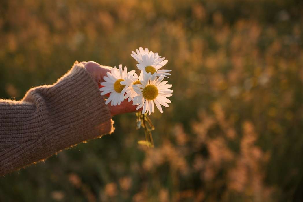 Eine Hand, die Gänseblümchen hält